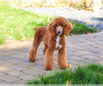 Small #3 Poodle (Miniature)