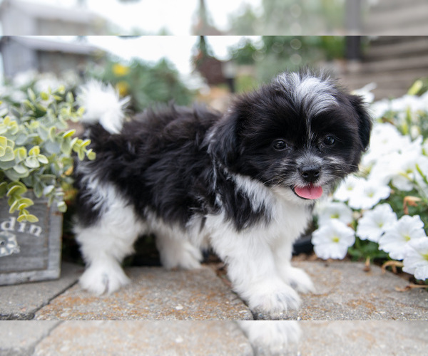 Medium Photo #1 Shiranian Puppy For Sale in MIDDLEBURY, IN, USA