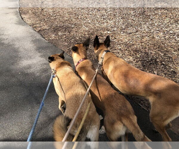 Medium Photo #6 Mutt Puppy For Sale in Imlay City, MI, USA