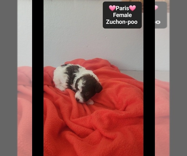 Medium Photo #2 Poodle (Toy)-Zuchon Mix Puppy For Sale in TUCSON, AZ, USA