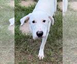 Small #1 Labrador Retriever Mix