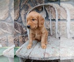 Small Photo #25 Golden Retriever Puppy For Sale in GREENWOOD, WI, USA