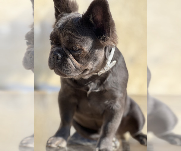 Medium Photo #6 French Bulldog Puppy For Sale in CHULA VISTA, CA, USA