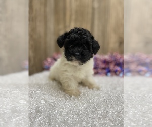 Poodle (Toy) Puppy for sale in MYRTLE, MO, USA