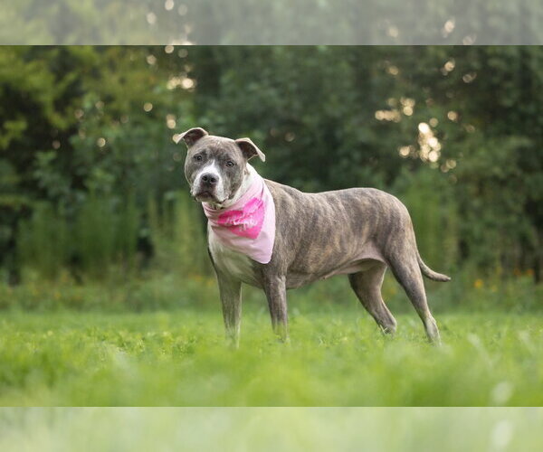 Medium Photo #4 American Pit Bull Terrier-Unknown Mix Puppy For Sale in Spring Lake, NC, USA