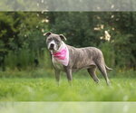 Small #3 American Pit Bull Terrier Mix