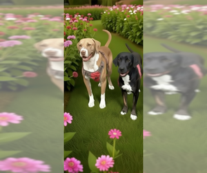 Angel & Buddy - Female Labrador Retriever Dog for Adoption - Photo #4