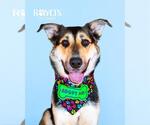 Small #1 German Shepherd Dog Mix