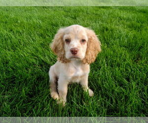 Cocker Spaniel Dogs for adoption in Sioux Falls, SD, USA