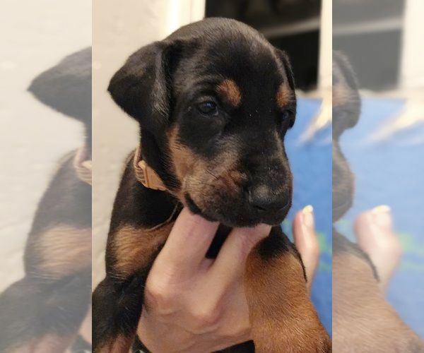 Medium Photo #2 Doberman Pinscher Puppy For Sale in BEGGS, OK, USA