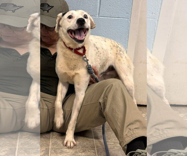 Medium Photo #22 English Setter-Labrador Retriever Mix Puppy For Sale in Rustburg, VA, USA