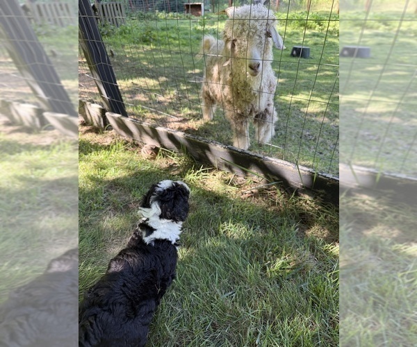 Medium Photo #83 Aussiedoodle Puppy For Sale in ASHEVILLE, NC, USA