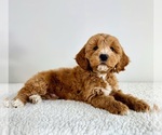 Small #1 Goldendoodle (Miniature)