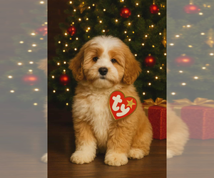 Bernedoodle Puppy for sale in MILLVILLE, MN, USA