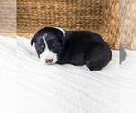 Small Photo #5 Australian Shepherd Puppy For Sale in UNIONVILLE, IA, USA