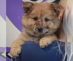 Small #4 Chow Chow Mix