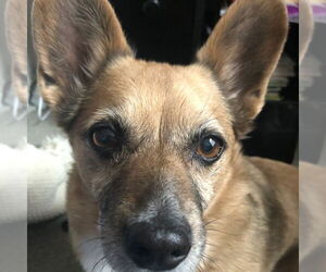 Pembroke Welsh Corgi Dogs for adoption in Fairfax, VA, USA