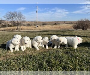 Great Pyrenees Puppy for sale in MCPHERSON, KS, USA