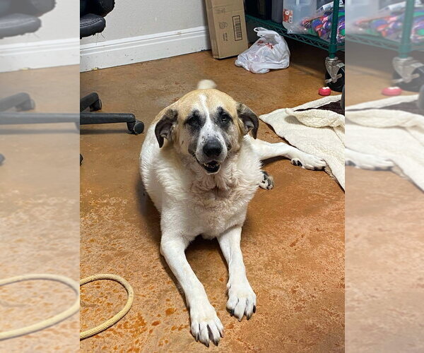 Medium Photo #8 Great Pyrenees-Unknown Mix Puppy For Sale in Bolivar, MO, USA