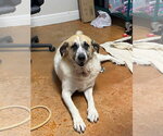 Small #7 Great Pyrenees Mix