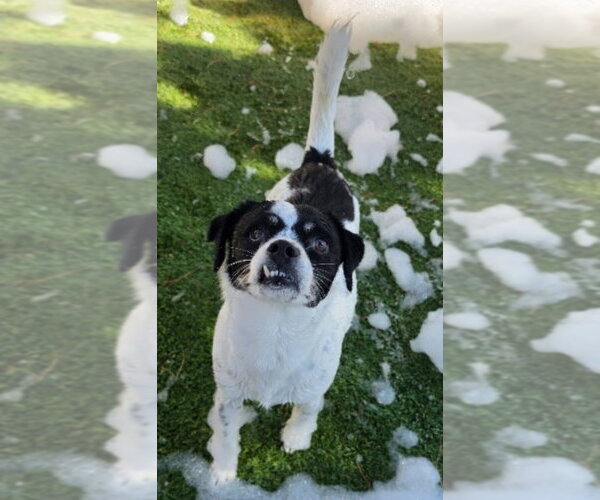 Medium Photo #2 Rat Terrier-Unknown Mix Puppy For Sale in Lakewood, CO, USA