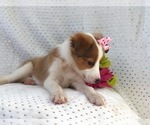 Small Photo #7 Shetland Sheepdog Puppy For Sale in LAKELAND, FL, USA