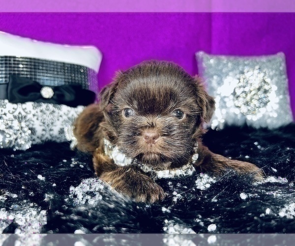 Medium Photo #10 Shih Tzu Puppy For Sale in HAYWARD, CA, USA