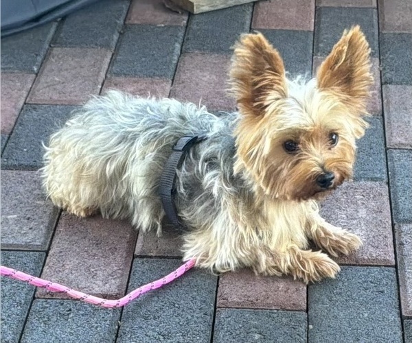 Medium Photo #6 Yorkshire Terrier Puppy For Sale in MANSFIELD, MO, USA