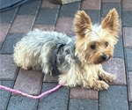 Gidget - Female Yorkshire Terrier Puppy for Sale - Photo #6