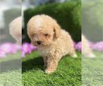 Small #14 Poodle (Toy)