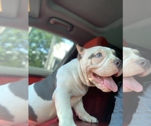 American Bully Puppy for sale in COLLEGE PARK, MD, USA
