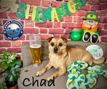 Small #7 Chihuahua Mix