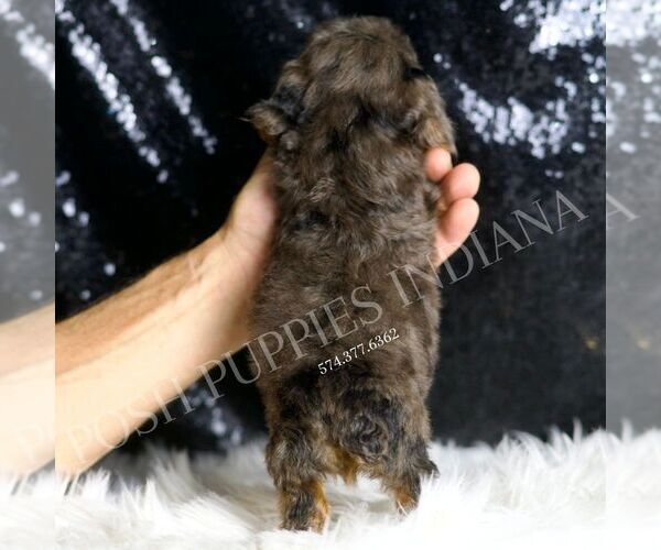 Medium Photo #53 Poodle (Toy) Puppy For Sale in WARSAW, IN, USA