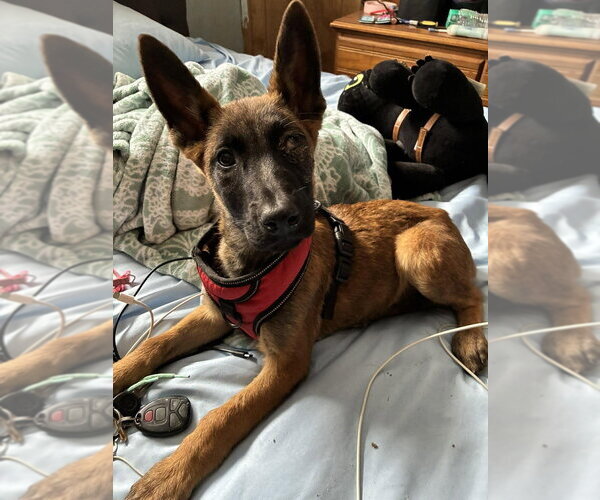 Medium Photo #6 Mutt Puppy For Sale in Imlay City, MI, USA