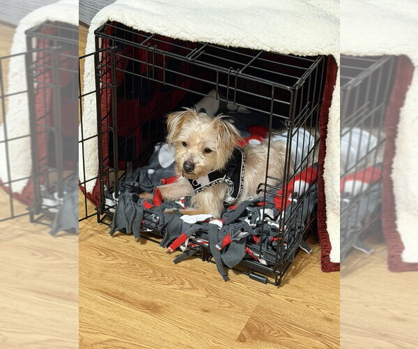 Medium Photo #7 Silky Terrier-Unknown Mix Puppy For Sale in Mundelein, IL, USA