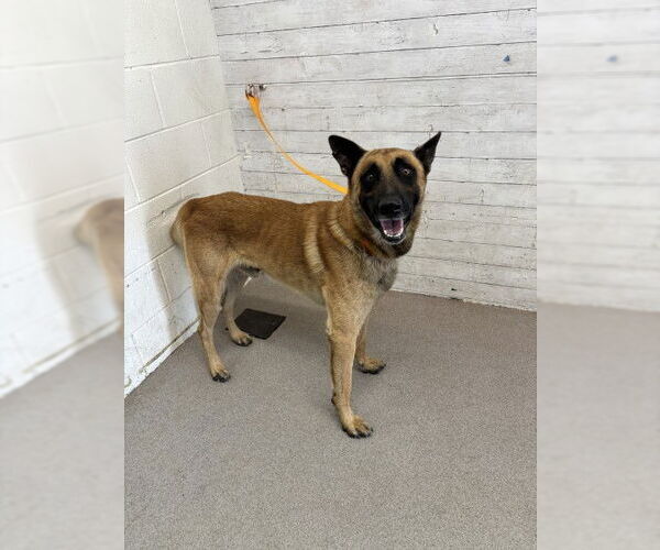 Medium Photo #1 Mutt Puppy For Sale in San Bernardino, CA, USA