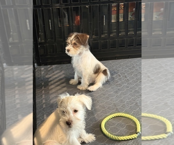 Medium Photo #12 Schnauzer (Miniature) Puppy For Sale in FLAT ROCK, AL, USA