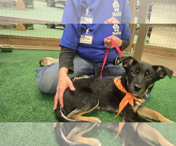 Medium Photo #1 German Shepherd Dog-Unknown Mix Puppy For Sale in Minneapolis, MN, USA