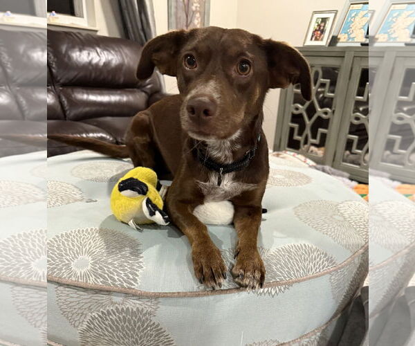 Medium Photo #1 Dachshund-Unknown Mix Puppy For Sale in Arlington, VA, USA