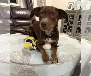 Dachshund-Unknown Mix Dogs for adoption in Arlington, VA, USA