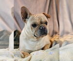 Small #1 French Bulldog