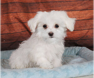 Maltese Puppy for sale in PENNS CREEK, PA, USA