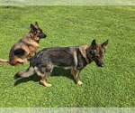 Small #6 German Shepherd Dog