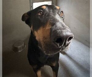 Doberman Pinscher Dogs for adoption in San Bernardino, CA, USA