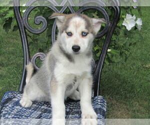 Siberian Husky Puppy for sale in TRAVERSE CITY, MI, USA