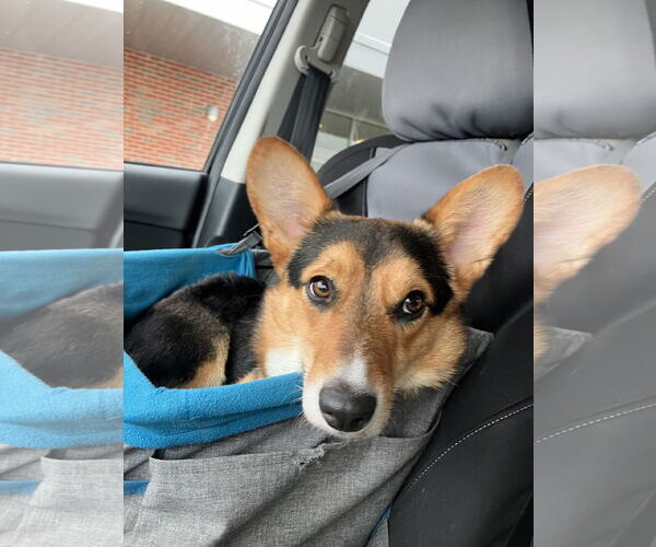 Medium Photo #3 Cardigan Welsh Corgi Puppy For Sale in St. Louis Park, MN, USA