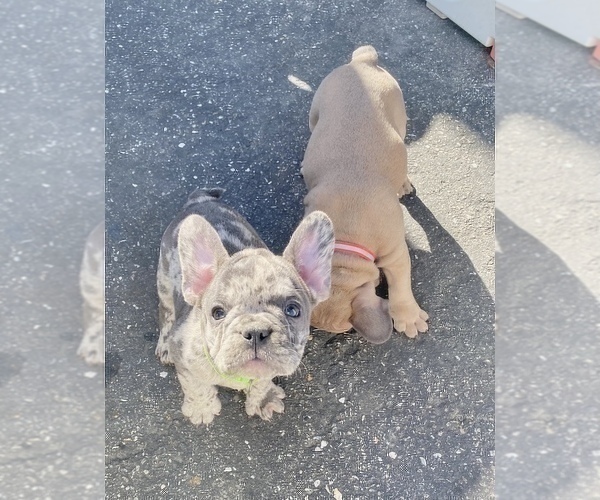Medium Photo #9 French Bulldog Puppy For Sale in NEW MILFORD, CT, USA
