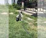 Small #1 Mutt