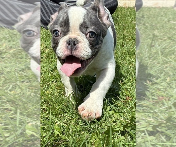 Medium Photo #1 French Bulldog Puppy For Sale in MILWAUKEE, WI, USA