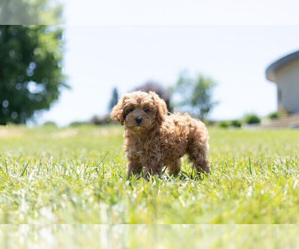 Medium Photo #9 Cavapoo Puppy For Sale in WARSAW, IN, USA